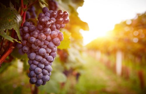 grape seed extract