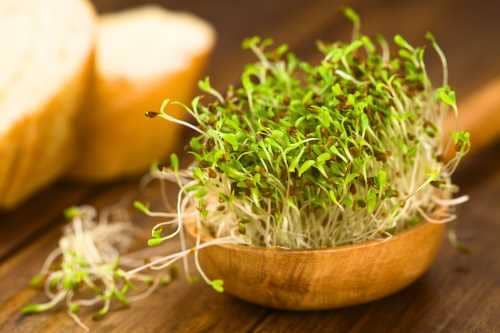 Alfalfa superfood