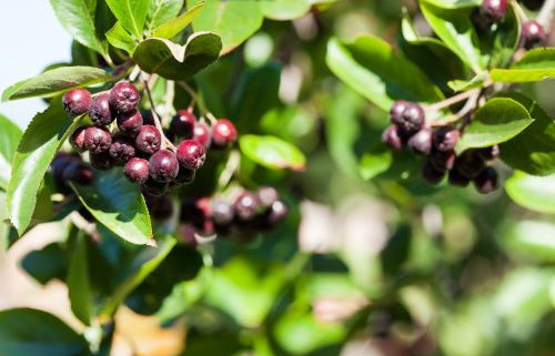 Purple Aronia Extract