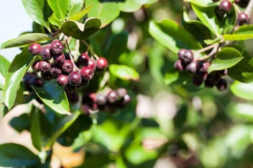 Purple Aronia Extract