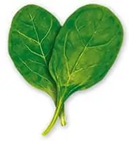 Spinach Booster Starvation Is NOT Healthy. Stop counting calories & go #SANE w/me at http://SANESolution.com
